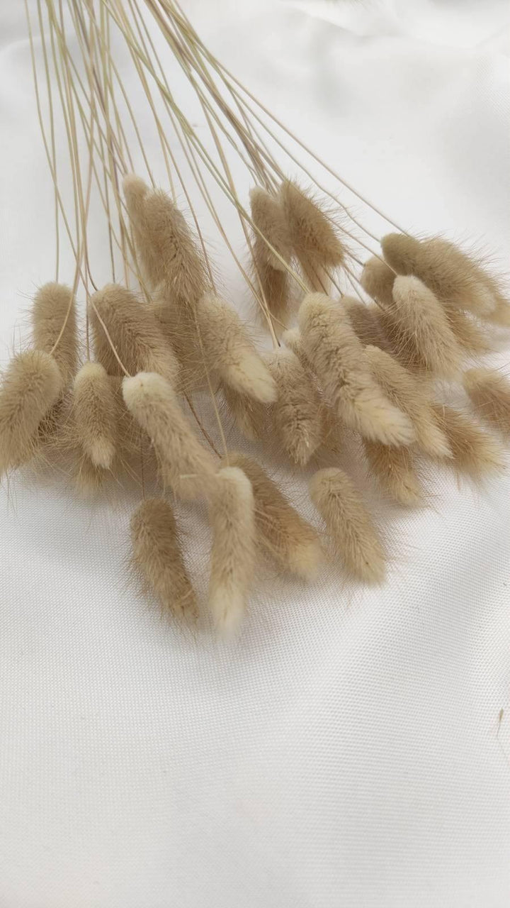 Lagurus Trockenblumen Extra Lang | Natur Beige (1 Bund) - www.Flower-Passion.com