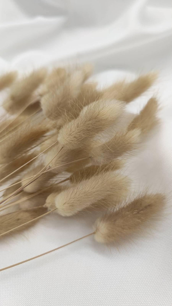 Lagurus Trockenblumen Extra Lang | Natur Beige (1 Bund) - www.Flower-Passion.com