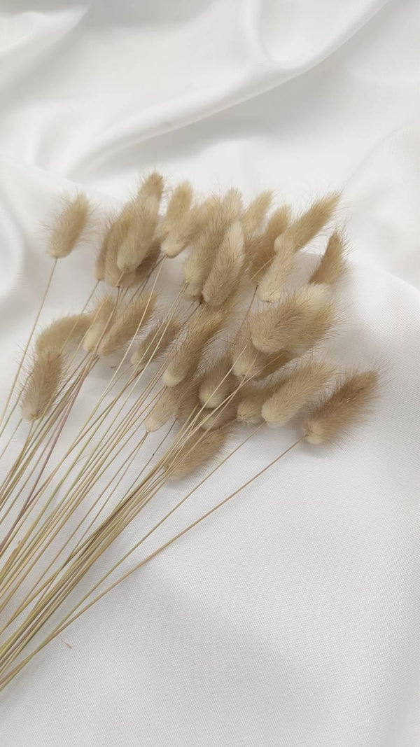 Lagurus Trockenblumen Extra Lang | Natur Beige (1 Bund) - www.Flower-Passion.com