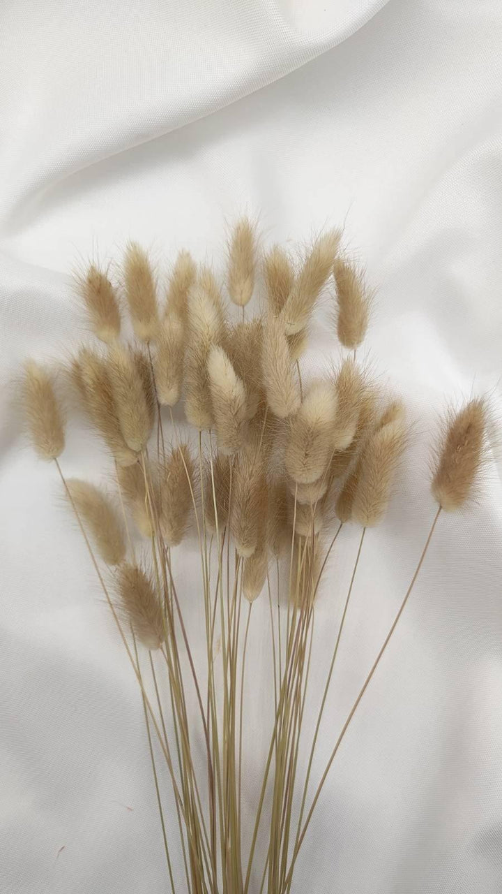 Lagurus Trockenblumen Extra Lang | Natur Beige (1 Bund) - www.Flower-Passion.com