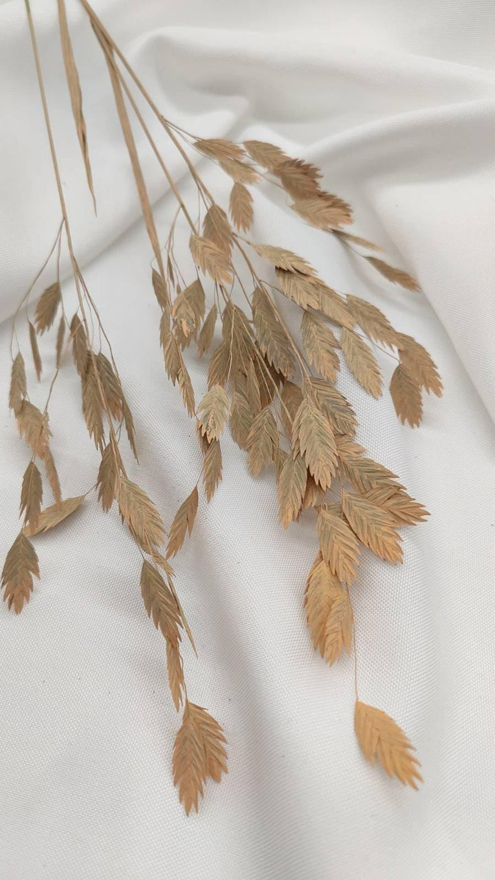 Chasmanthium Plattährengras | Apricot 1 Bund - www.Flower-Passion.com