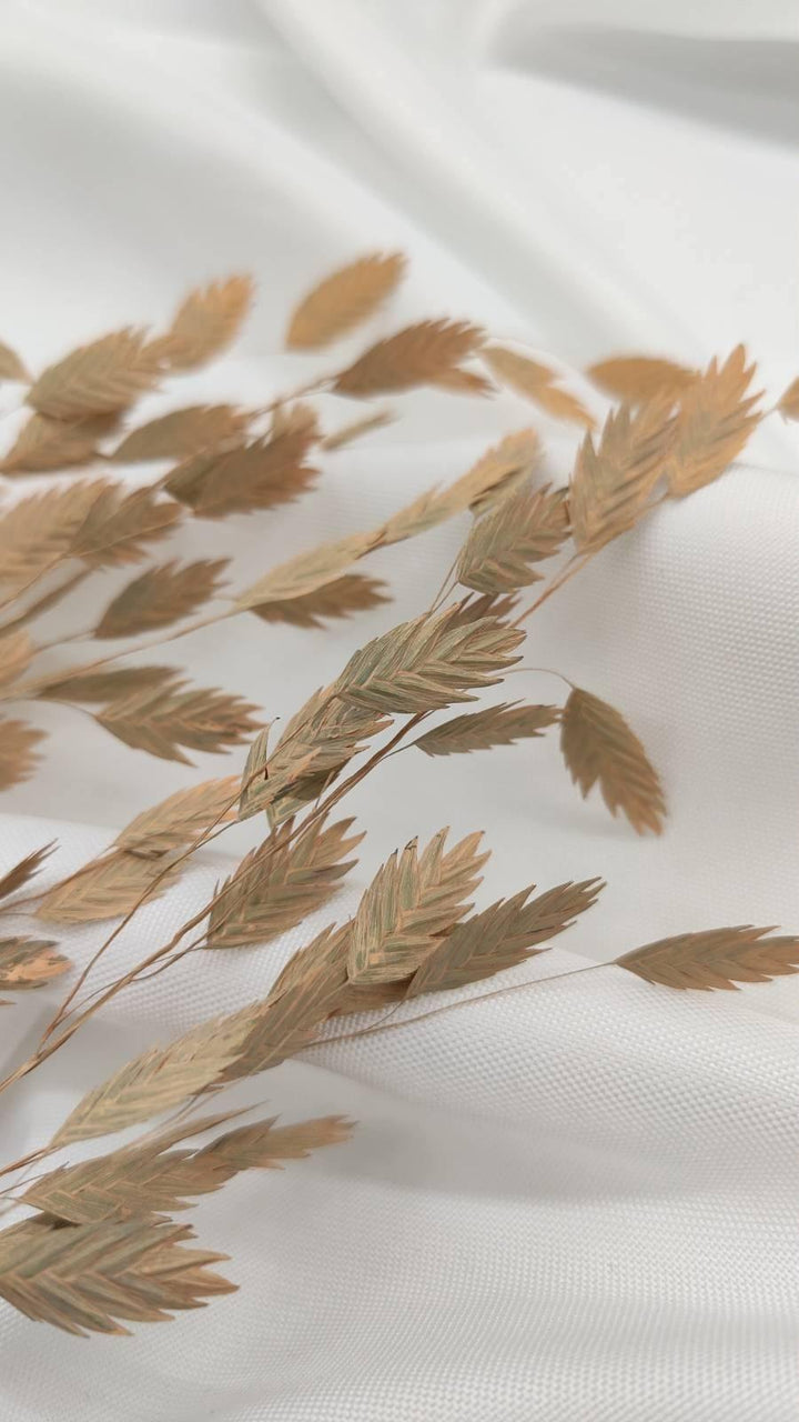 Chasmanthium Plattährengras | Apricot 1 Bund - www.Flower-Passion.com