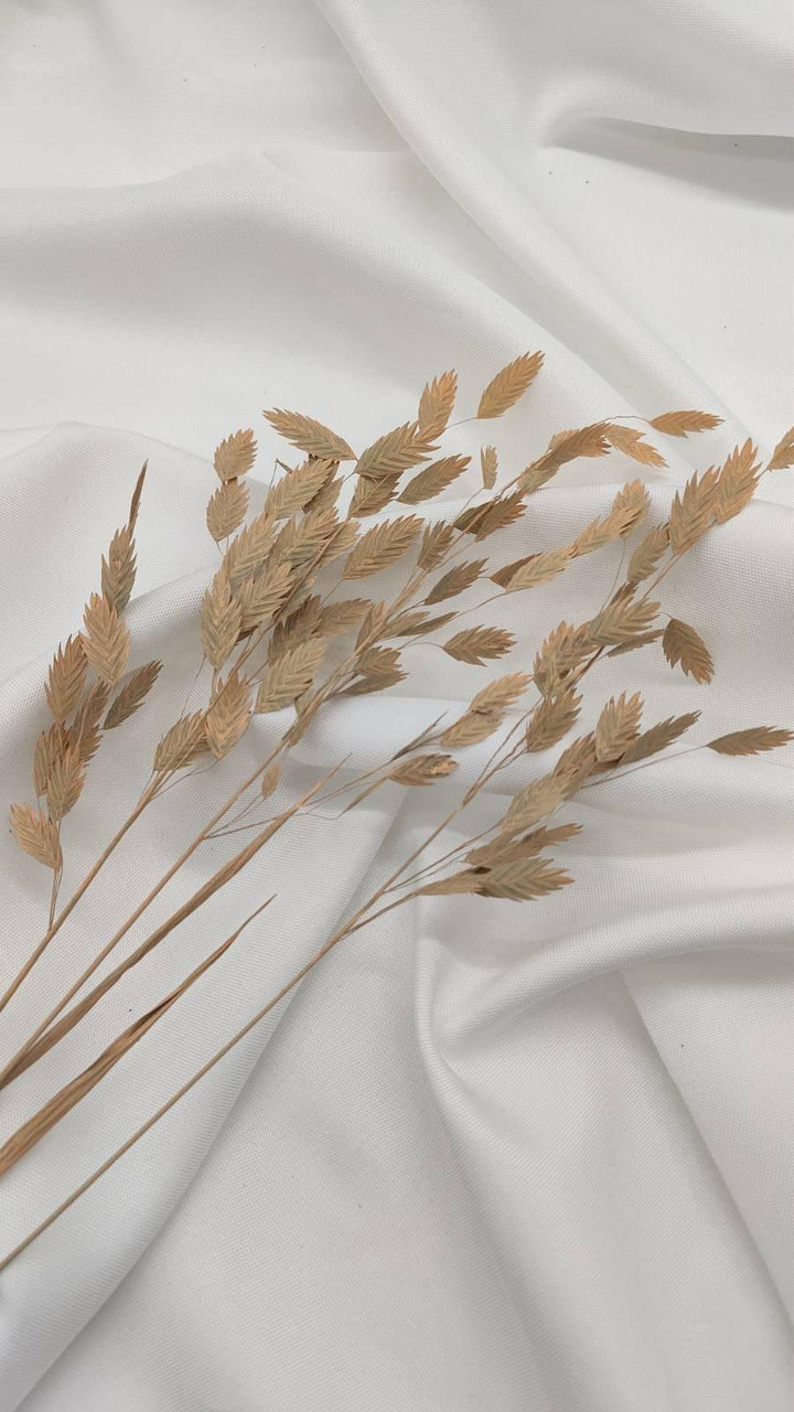 Chasmanthium Plattährengras | Apricot 1 Bund - www.Flower-Passion.com