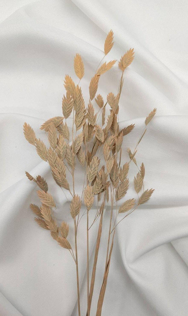 Chasmanthium Plattährengras | Apricot 1 Bund - www.Flower-Passion.com