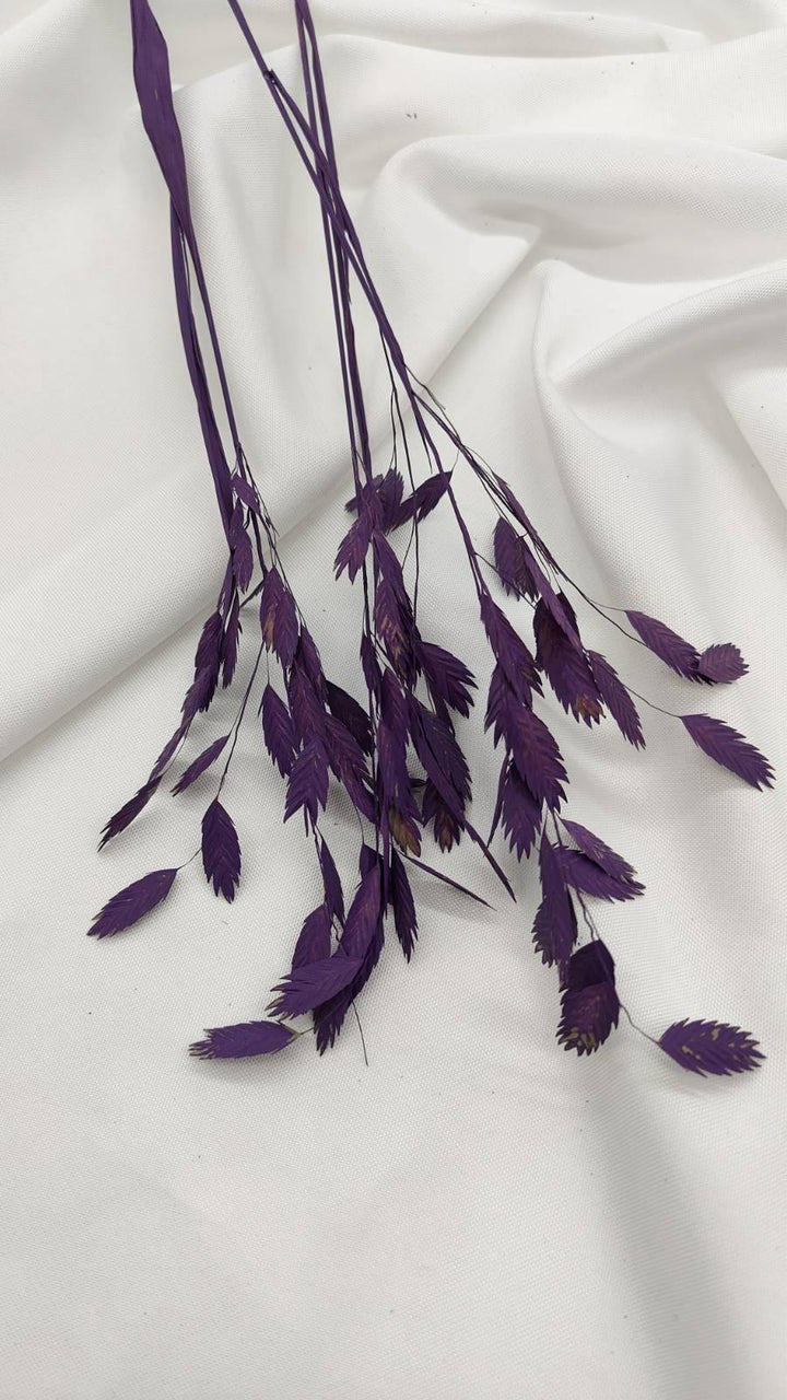 Chasmanthium Plattährengras | Lila 1 Bund - www.Flower-Passion.com