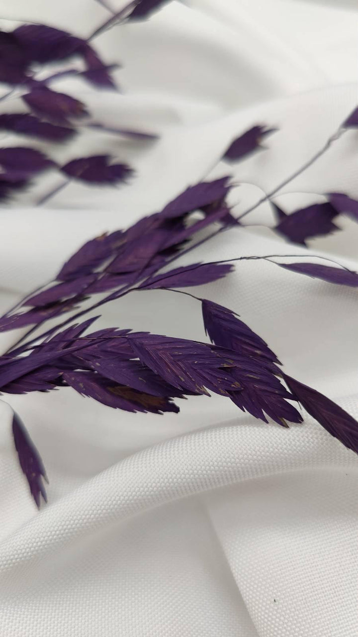 Chasmanthium Plattährengras | Lila 1 Bund - www.Flower-Passion.com