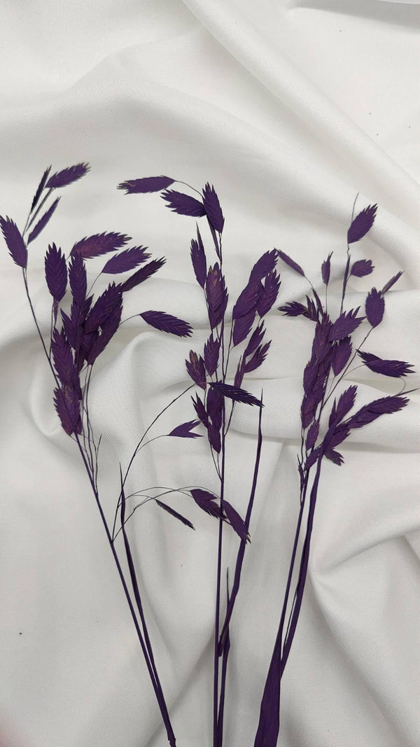 Chasmanthium Plattährengras | Lila 1 Bund - www.Flower-Passion.com