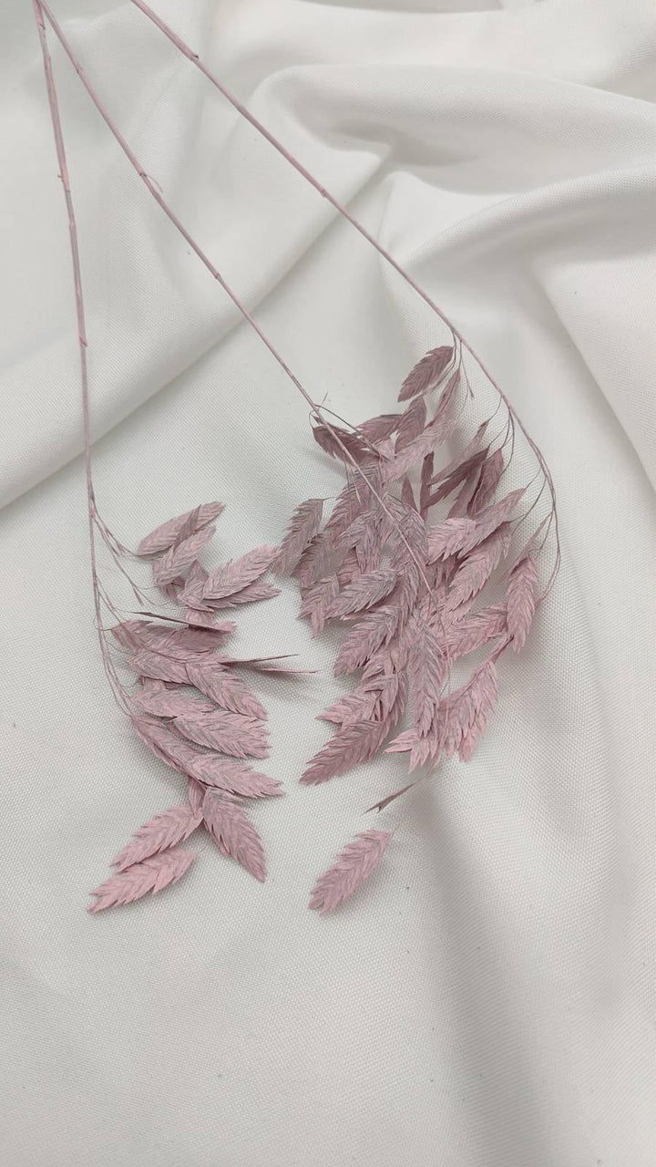 Chasmanthium Plattährengras | Rosa 1 Bund - www.Flower-Passion.com