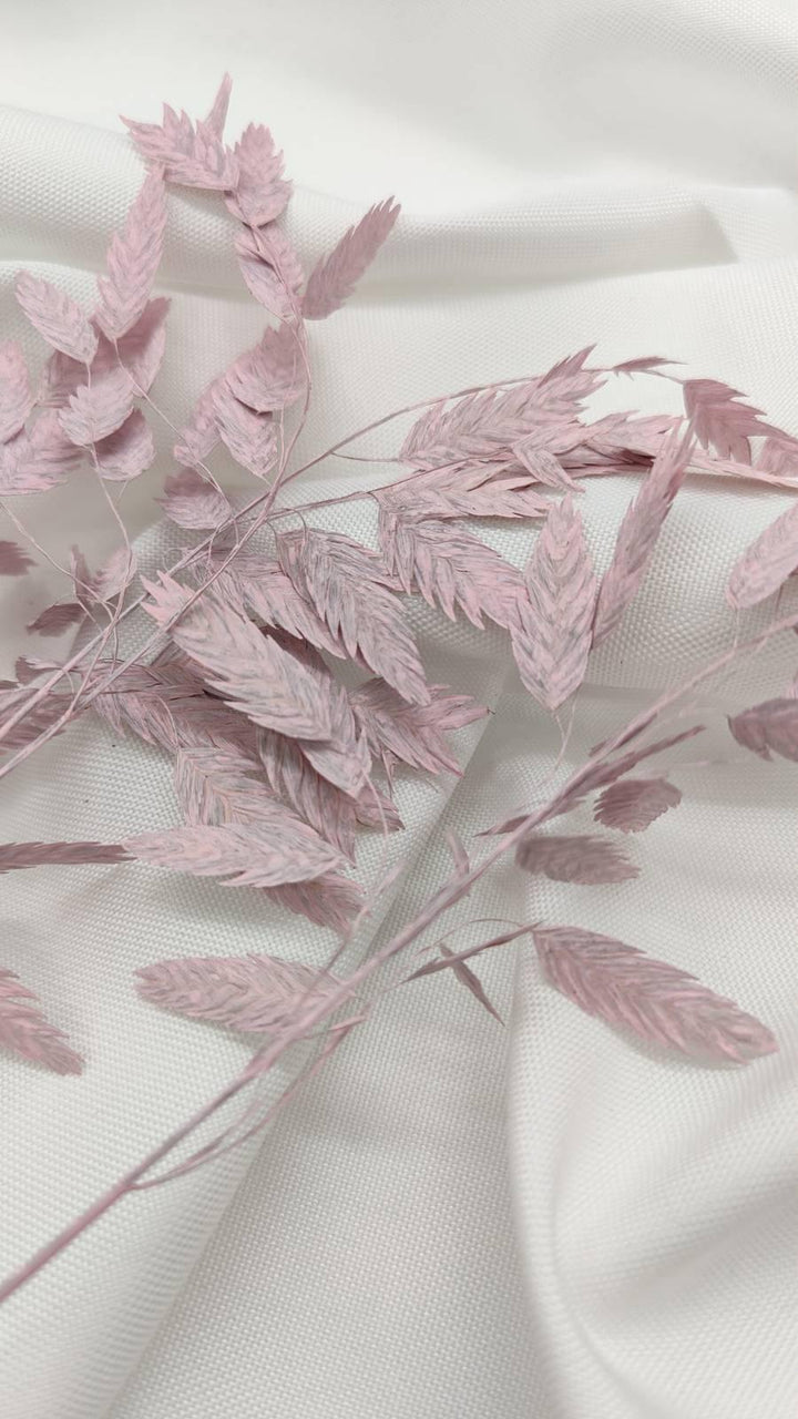 Chasmanthium Plattährengras | Rosa 1 Bund - www.Flower-Passion.com