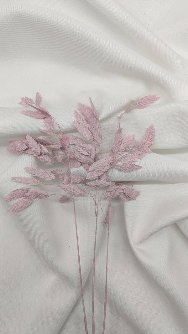 Chasmanthium Plattährengras | Rosa 1 Bund - www.Flower-Passion.com