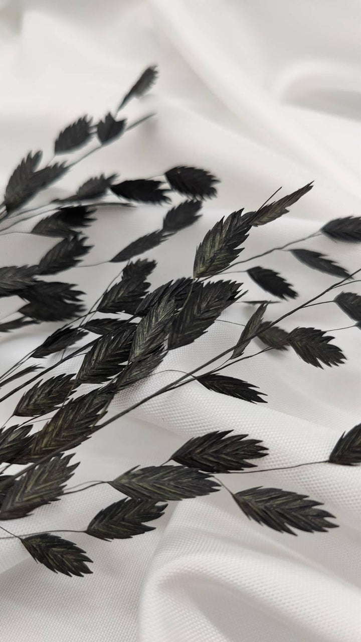 Chasmanthium Plattährengras | Schwarz (1 Bund) - www.Flower-Passion.com