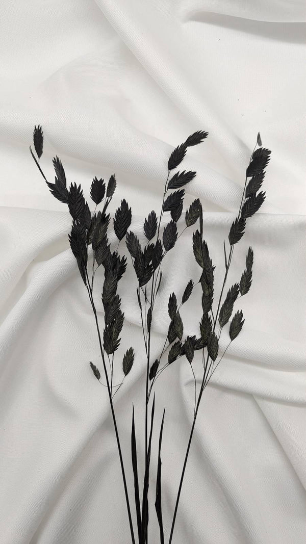 Chasmanthium Plattährengras | Schwarz (1 Bund) - www.Flower-Passion.com