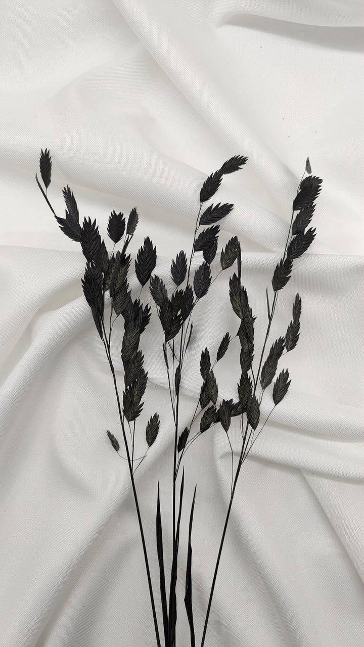Chasmanthium Plattährengras | Schwarz (1 Bund) - www.Flower-Passion.com