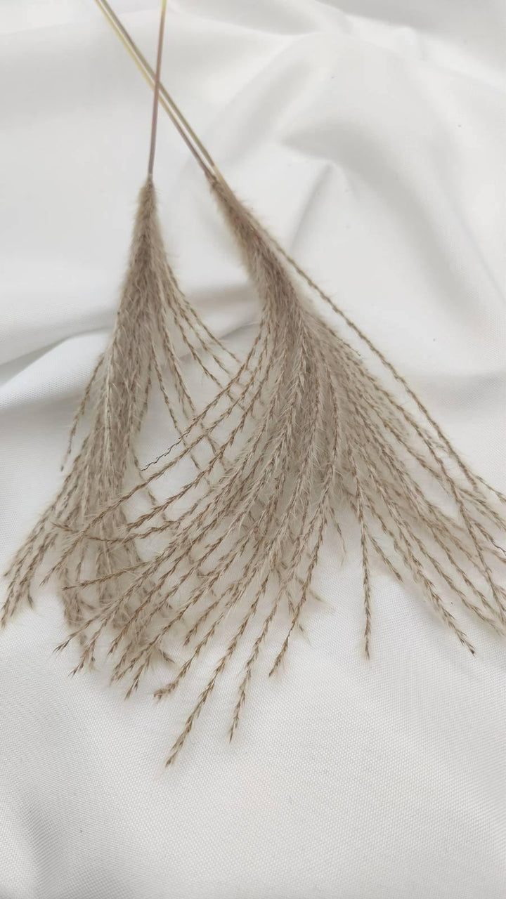 Miscanthus (Federgras/ Stipa) | Natur 1 Bund - www.Flower-Passion.com