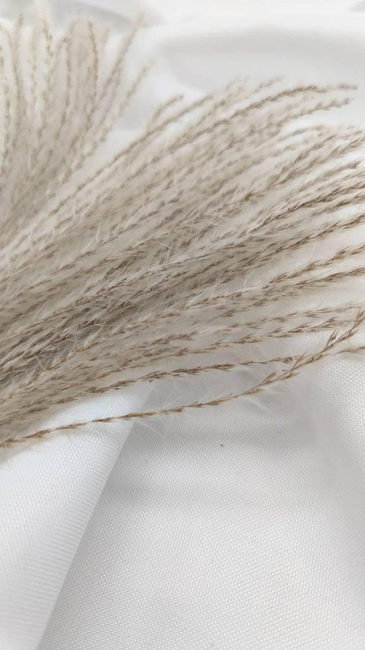 Miscanthus (Federgras/ Stipa) | Natur 1 Bund - www.Flower-Passion.com