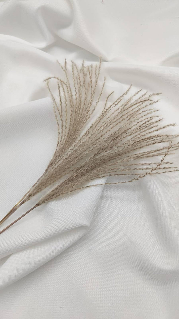 Miscanthus (Federgras/ Stipa) | Natur 1 Bund - www.Flower-Passion.com