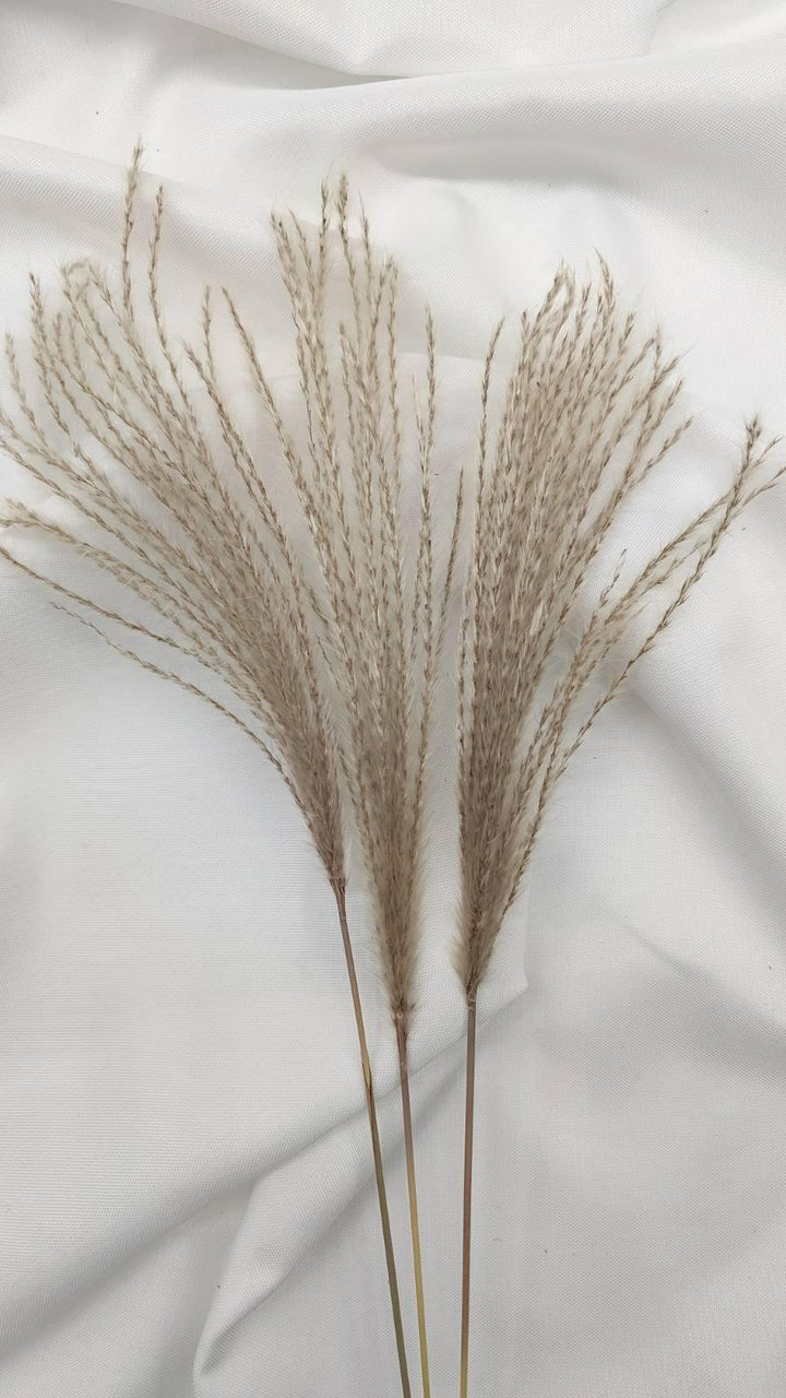 Miscanthus (Federgras/ Stipa) | Natur 1 Bund - www.Flower-Passion.com