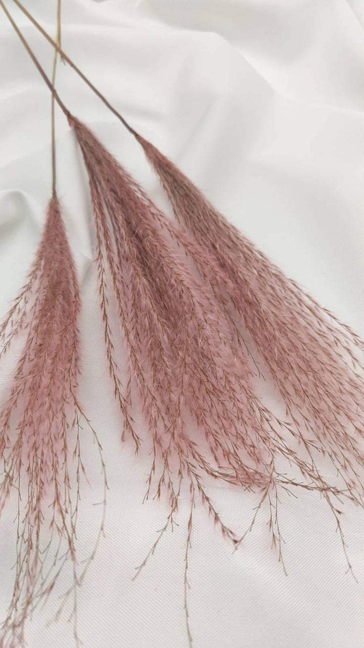 Miscanthus (Federgras/ Stipa) | Rosa 1 Bund - www.Flower-Passion.com