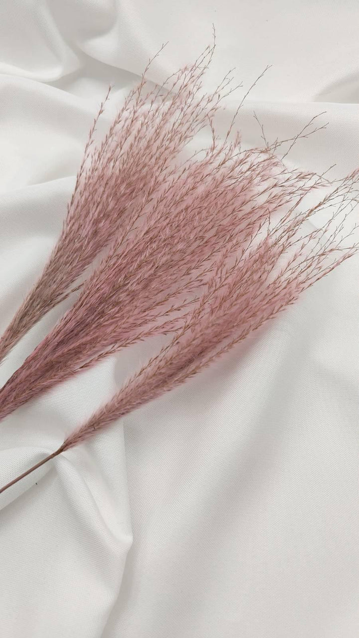 Miscanthus (Federgras/ Stipa) | Rosa 1 Bund - www.Flower-Passion.com