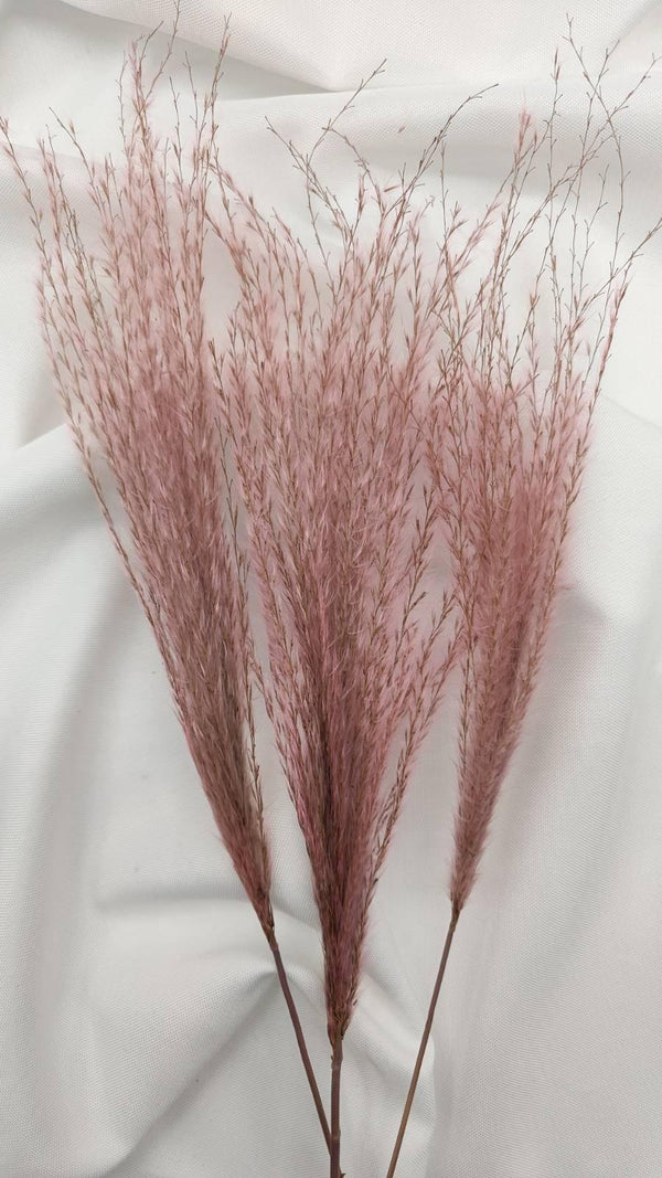 Miscanthus (Federgras/ Stipa) | Rosa 1 Bund - www.Flower-Passion.com