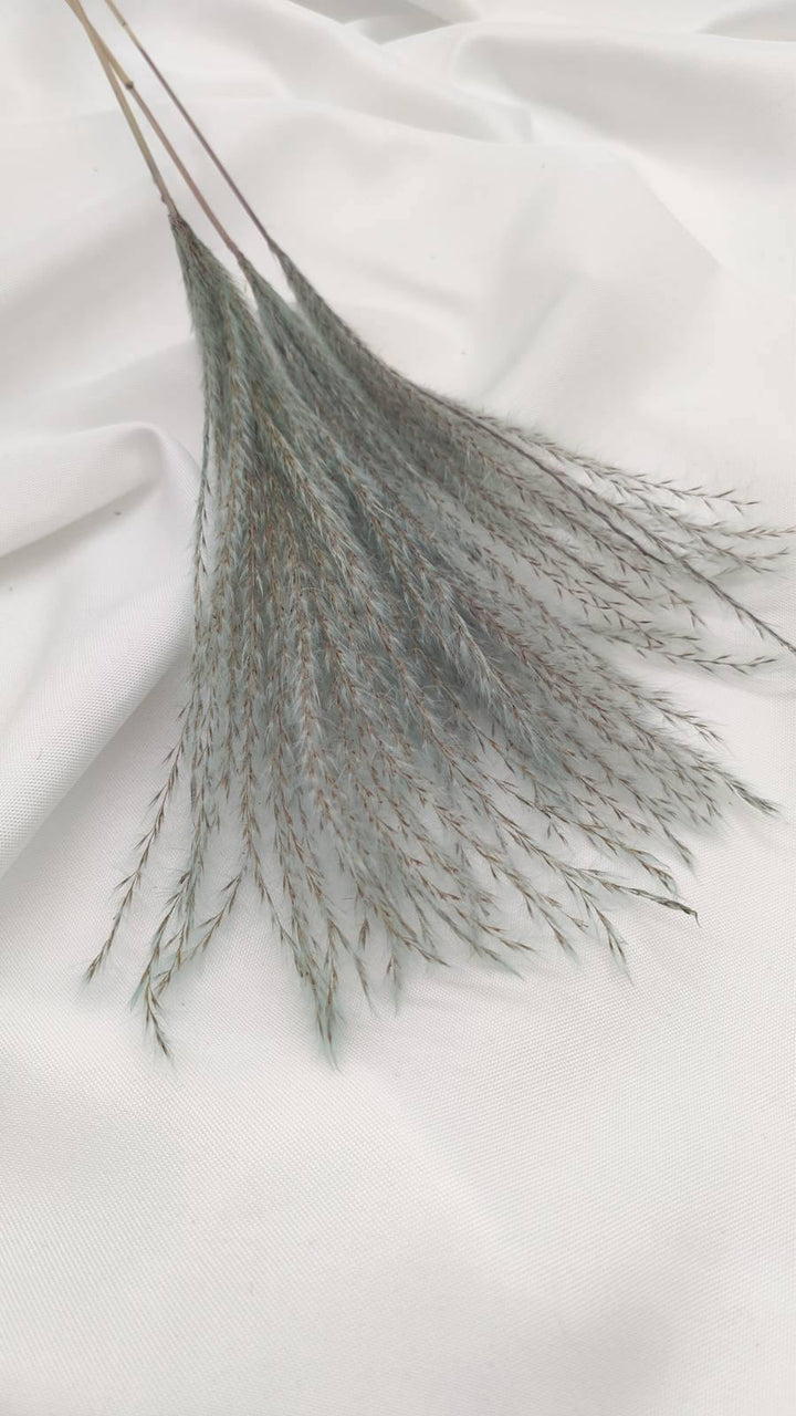 Miscanthus (Federgras/Stipa) | Blau-Natur (1 Bund) - www.Flower-Passion.com