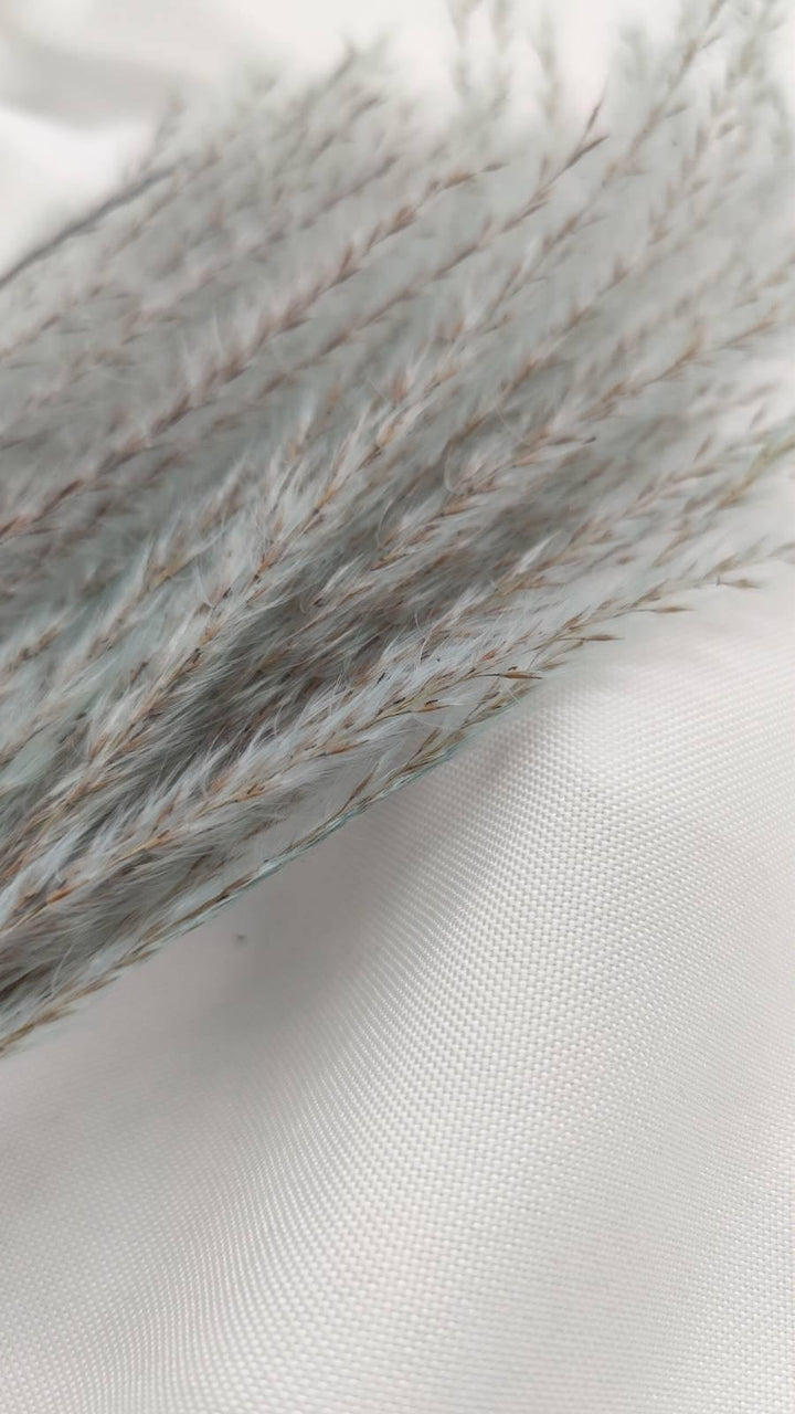 Miscanthus (Federgras/Stipa) | Blau-Natur (1 Bund) - www.Flower-Passion.com