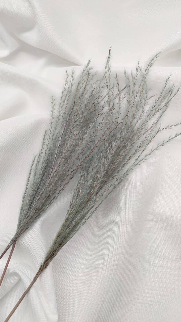 Miscanthus (Federgras/Stipa) | Blau-Natur (1 Bund) - www.Flower-Passion.com