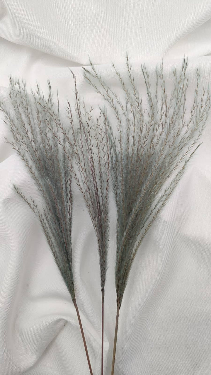 Miscanthus (Federgras/Stipa) | Blau-Natur (1 Bund) - www.Flower-Passion.com