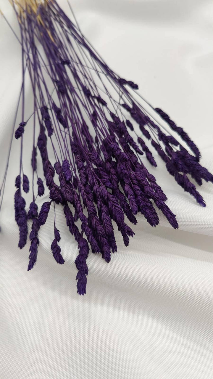 Wildgras Trockenblumen | Lila (1 Bund) - www.Flower-Passion.com
