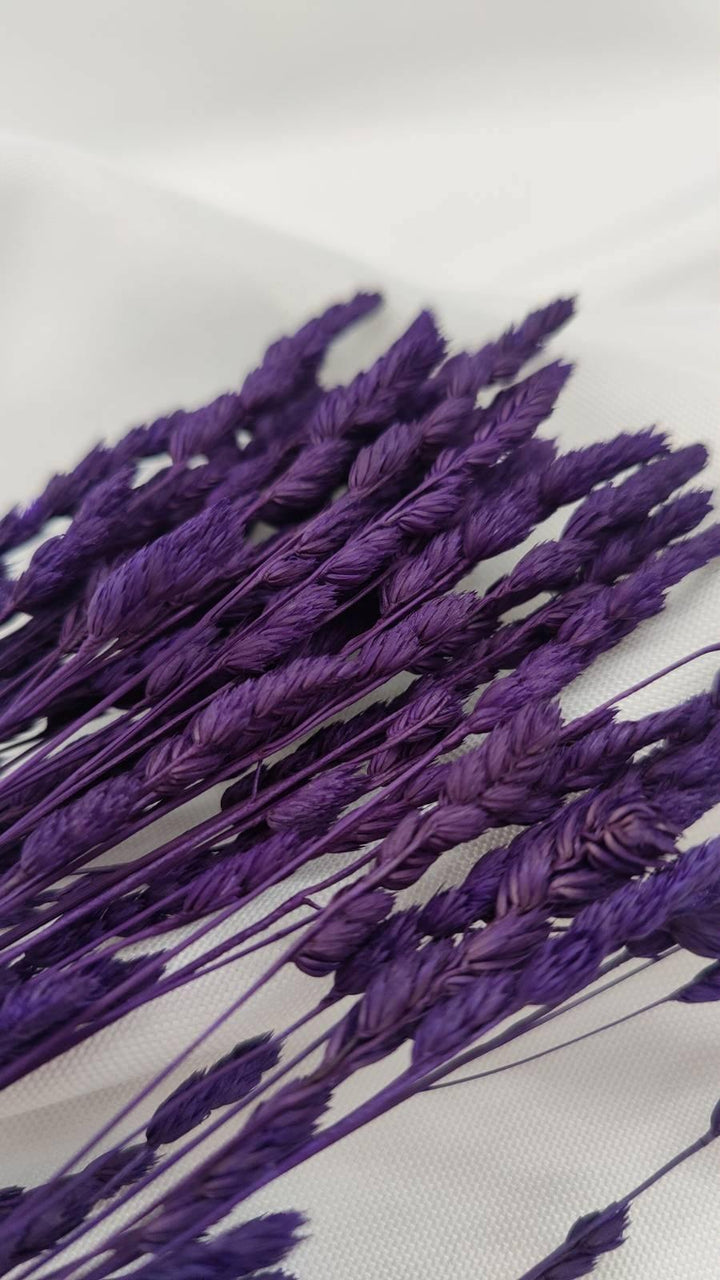 Wildgras Trockenblumen | Lila (1 Bund) - www.Flower-Passion.com