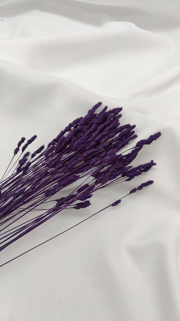 Wildgras Trockenblumen | Lila (1 Bund) - www.Flower-Passion.com