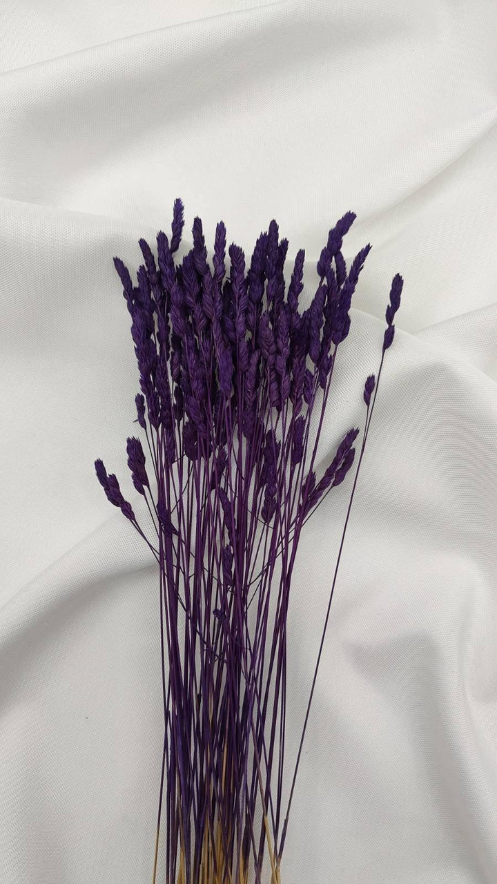 Wildgras Trockenblumen | Lila (1 Bund) - www.Flower-Passion.com