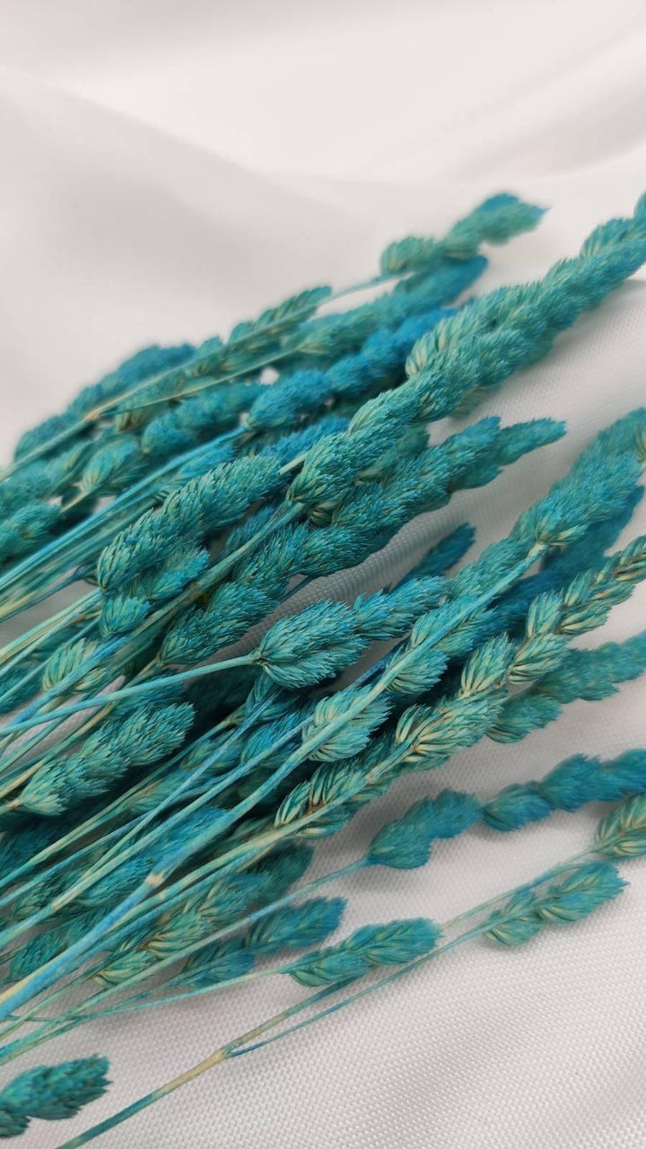 Wildgras Trockenblumen | Türkis (1 Bund) - www.Flower-Passion.com