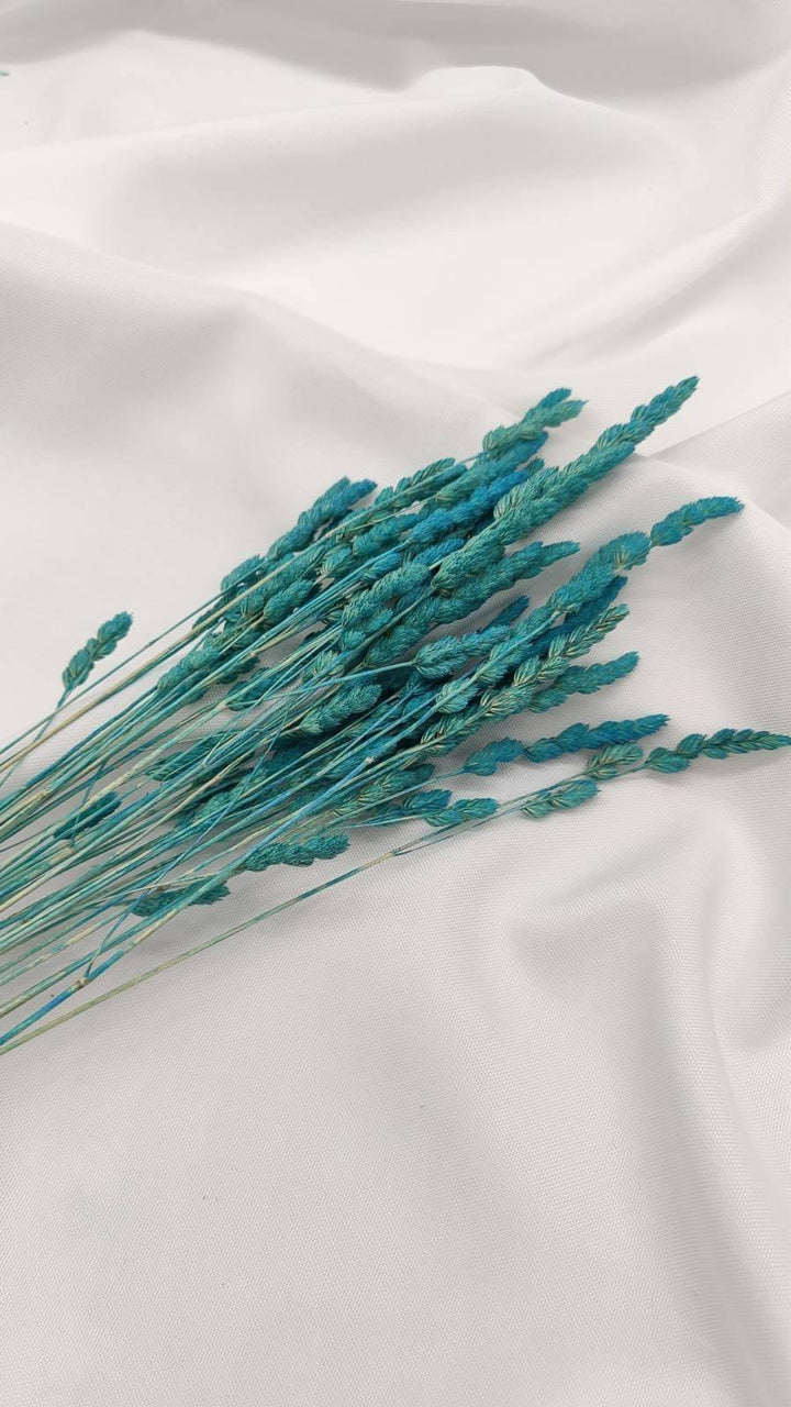 Wildgras Trockenblumen | Türkis (1 Bund) - www.Flower-Passion.com