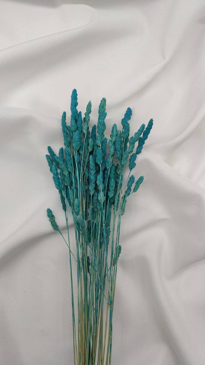 Wildgras Trockenblumen | Türkis (1 Bund) - www.Flower-Passion.com