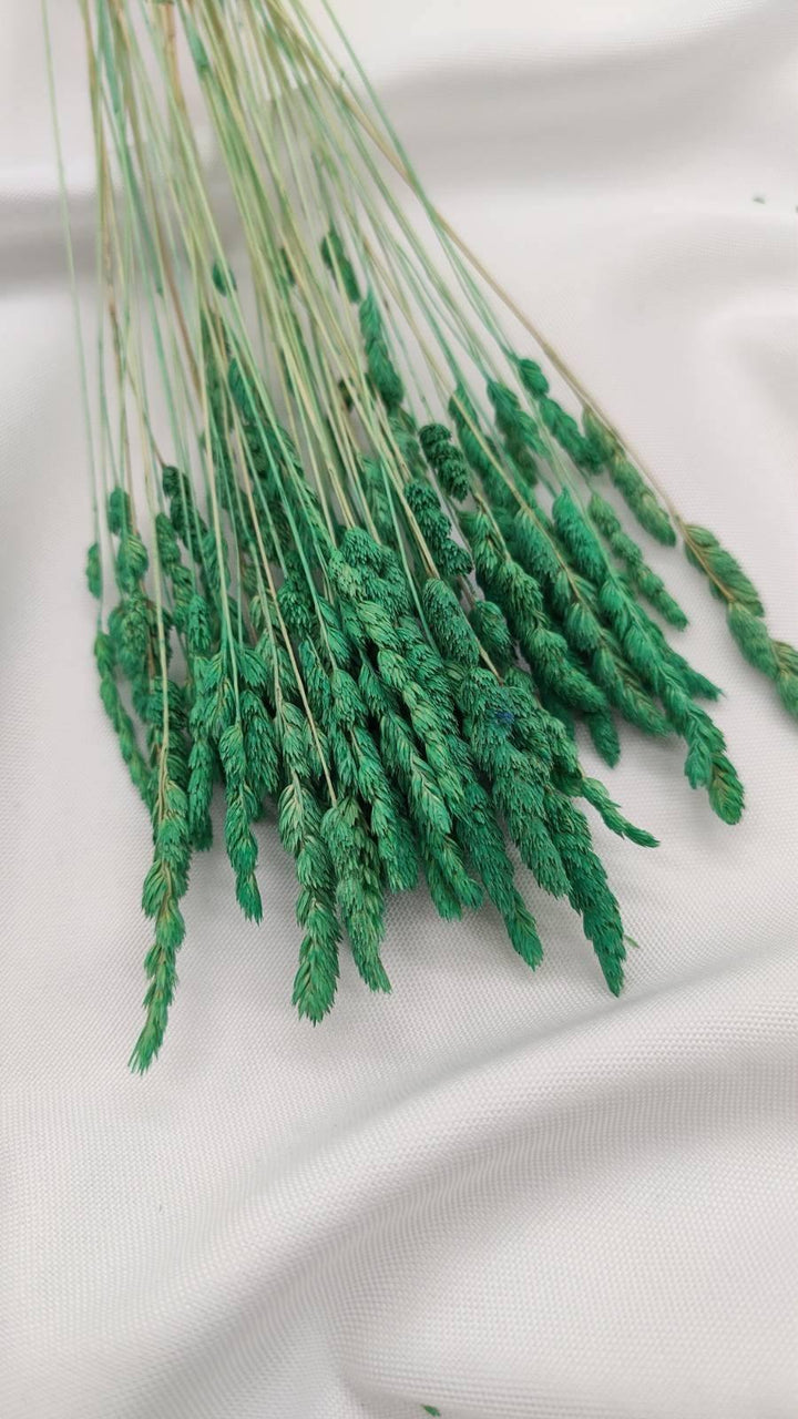 Wildgras Trockenblumen | grün (1 Bund) - www.Flower-Passion.com