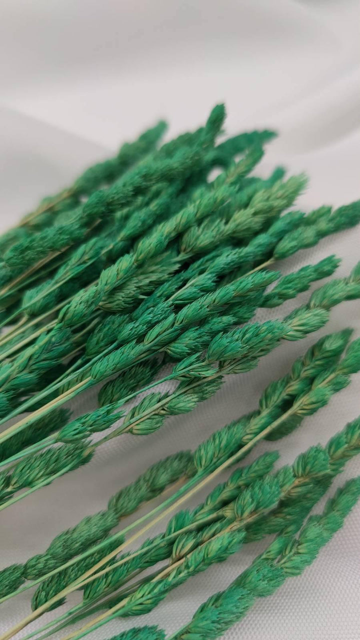 Wildgras Trockenblumen | grün (1 Bund) - www.Flower-Passion.com