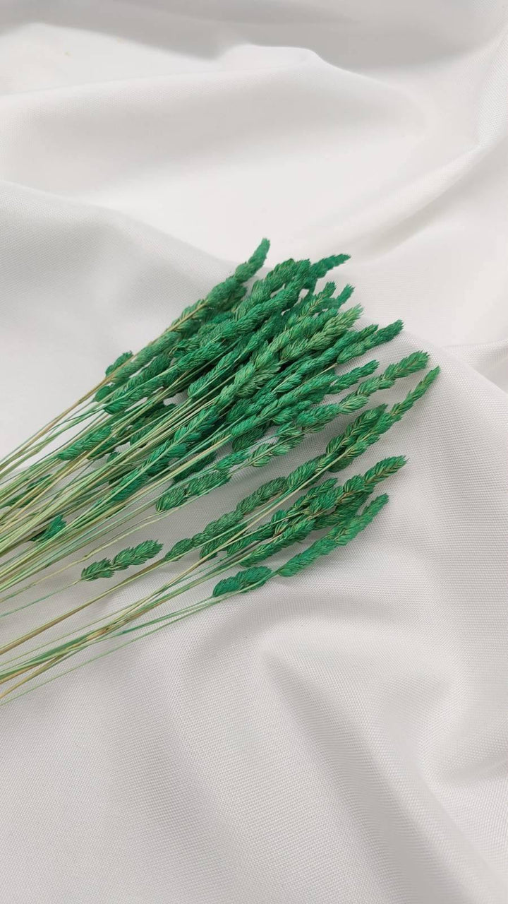 Wildgras Trockenblumen | grün (1 Bund) - www.Flower-Passion.com