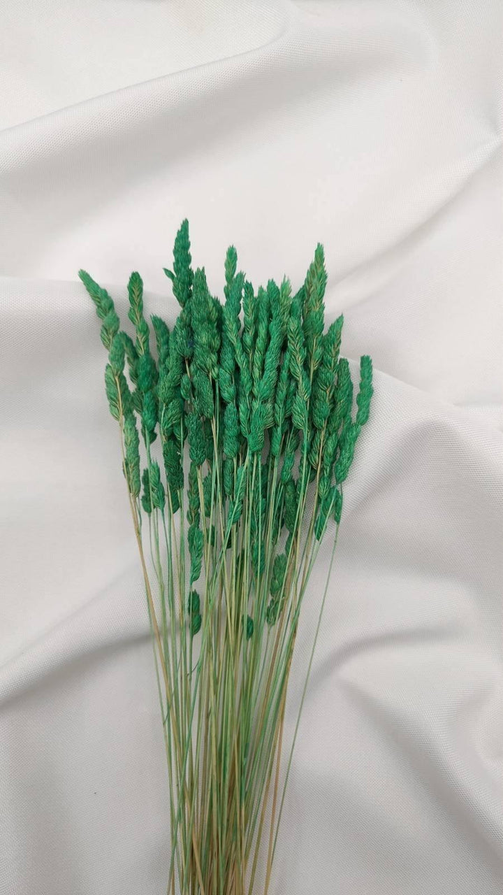 Wildgras Trockenblumen | grün (1 Bund) - www.Flower-Passion.com