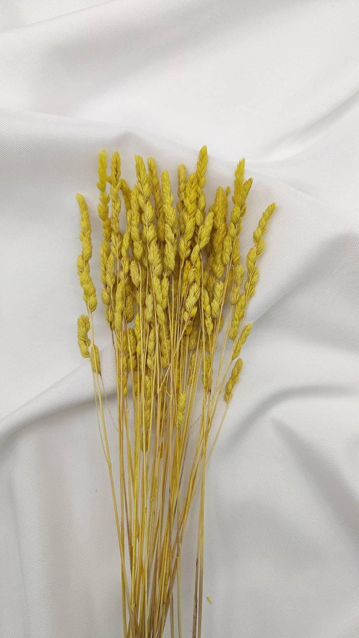 Wildgras Trockenblumen | Gelb (1 Bund) - www.Flower-Passion.com