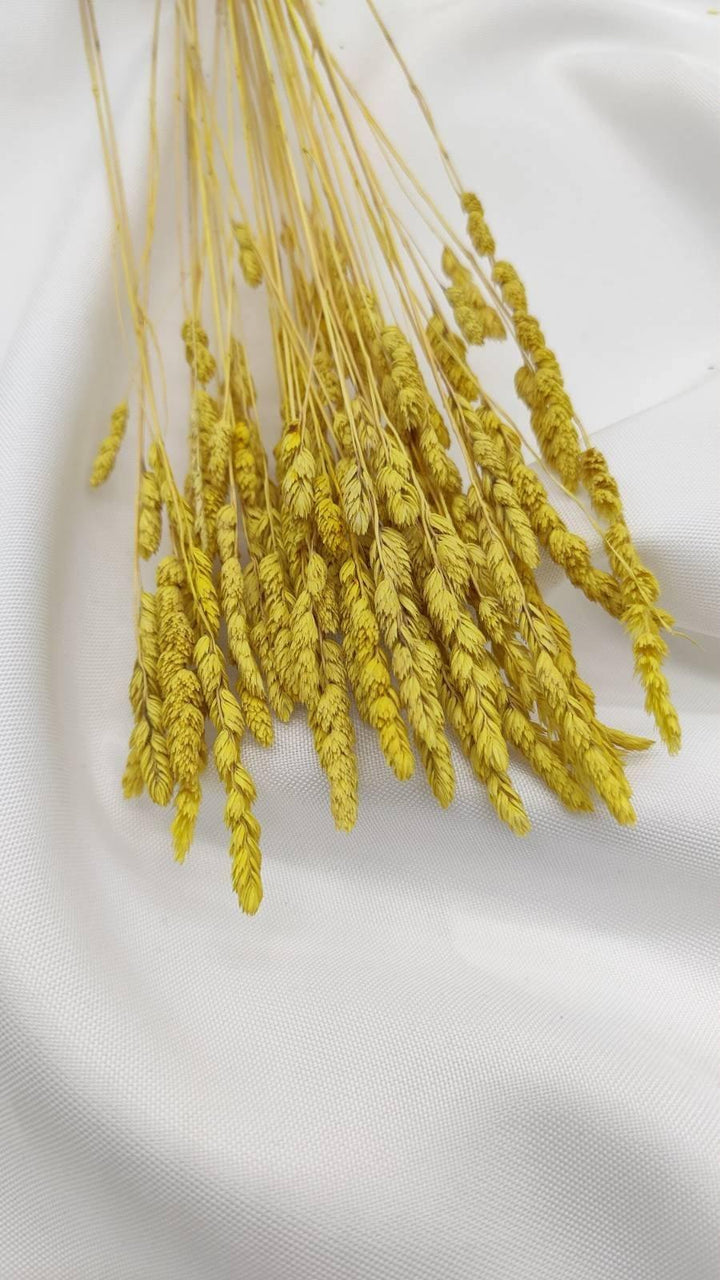 Wildgras Trockenblumen | Gelb (1 Bund) - www.Flower-Passion.com