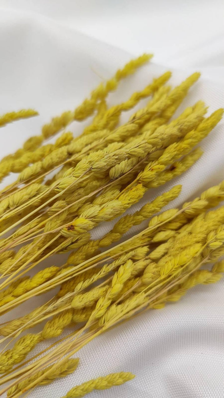 Wildgras Trockenblumen | Gelb (1 Bund) - www.Flower-Passion.com