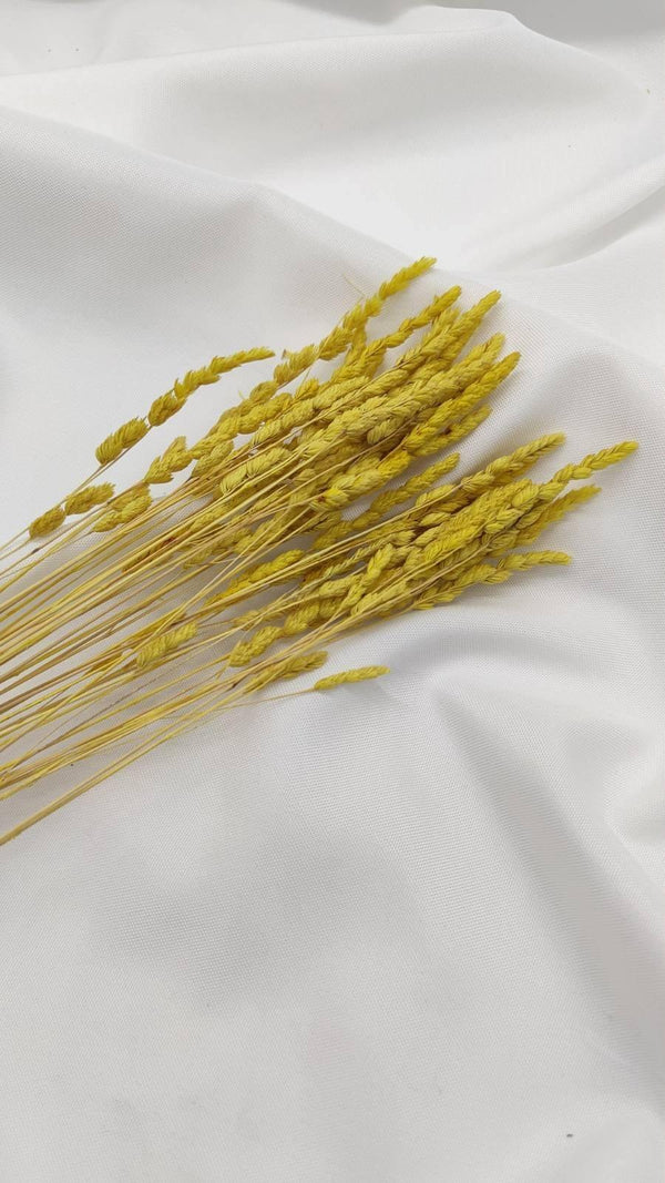 Wildgras Trockenblumen | Gelb (1 Bund) - www.Flower-Passion.com