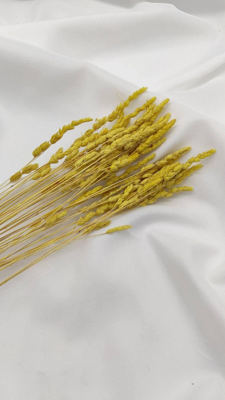 Wildgras Trockenblumen | Gelb (1 Bund) - www.Flower-Passion.com