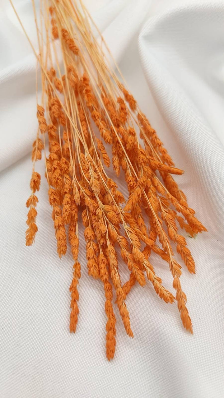 Wildgras Trockenblumen | orange (1 Bund) - www.Flower-Passion.com