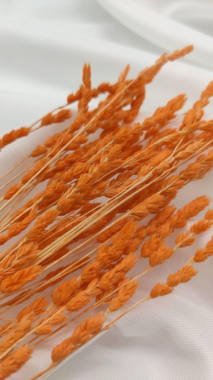 Wildgras Trockenblumen | orange (1 Bund) - www.Flower-Passion.com