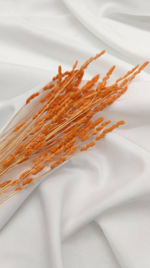 Wildgras Trockenblumen | orange (1 Bund) - www.Flower-Passion.com