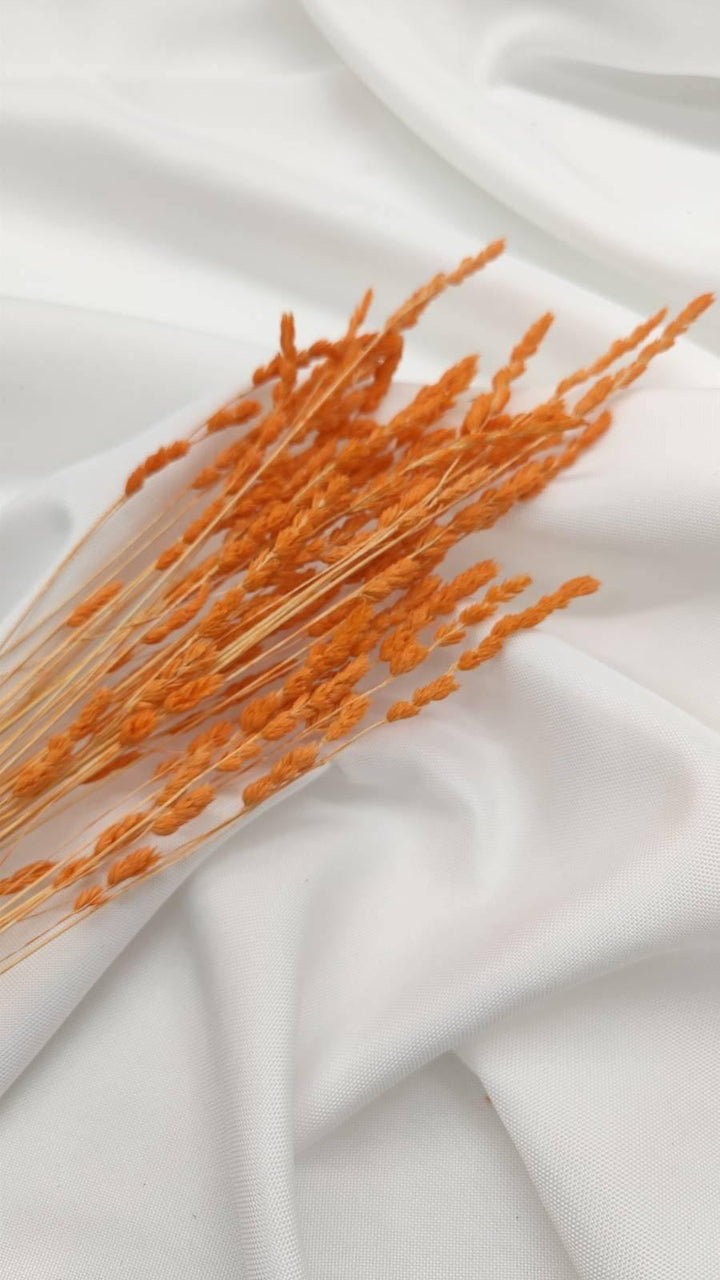 Wildgras Trockenblumen | orange (1 Bund) - www.Flower-Passion.com