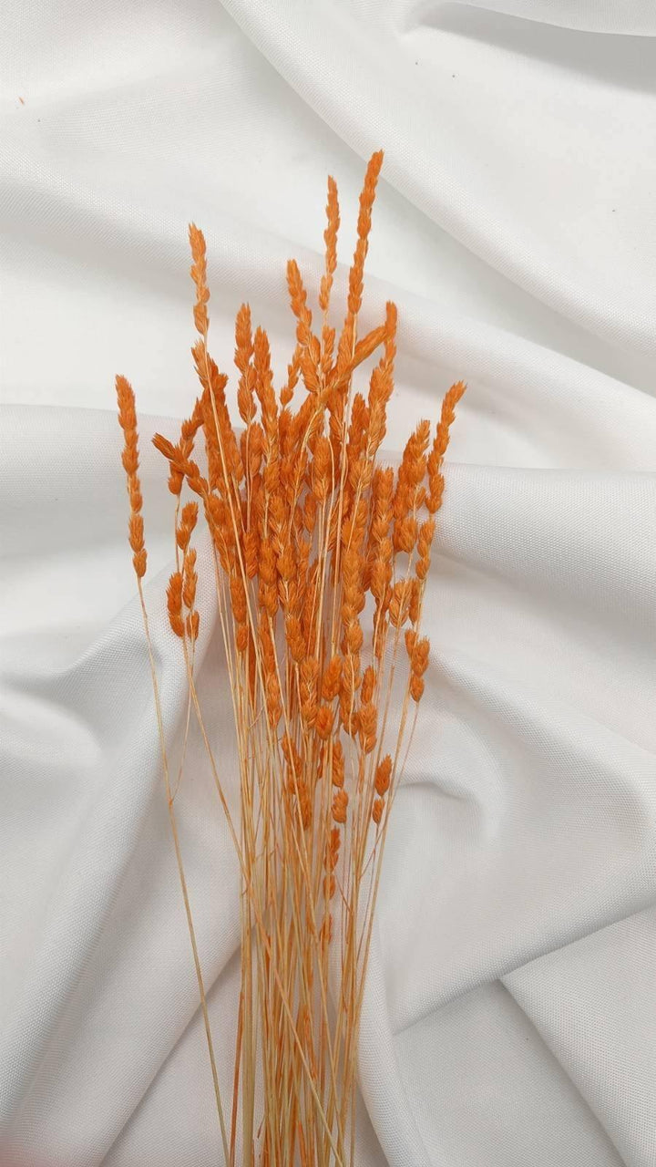 Wildgras Trockenblumen | orange (1 Bund) - www.Flower-Passion.com