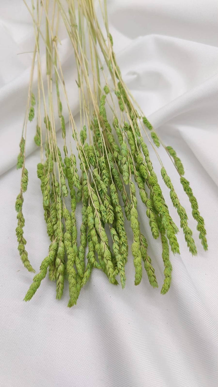 Wildgras Trockenblumen | hellgrün (1 Bund) - www.Flower-Passion.com